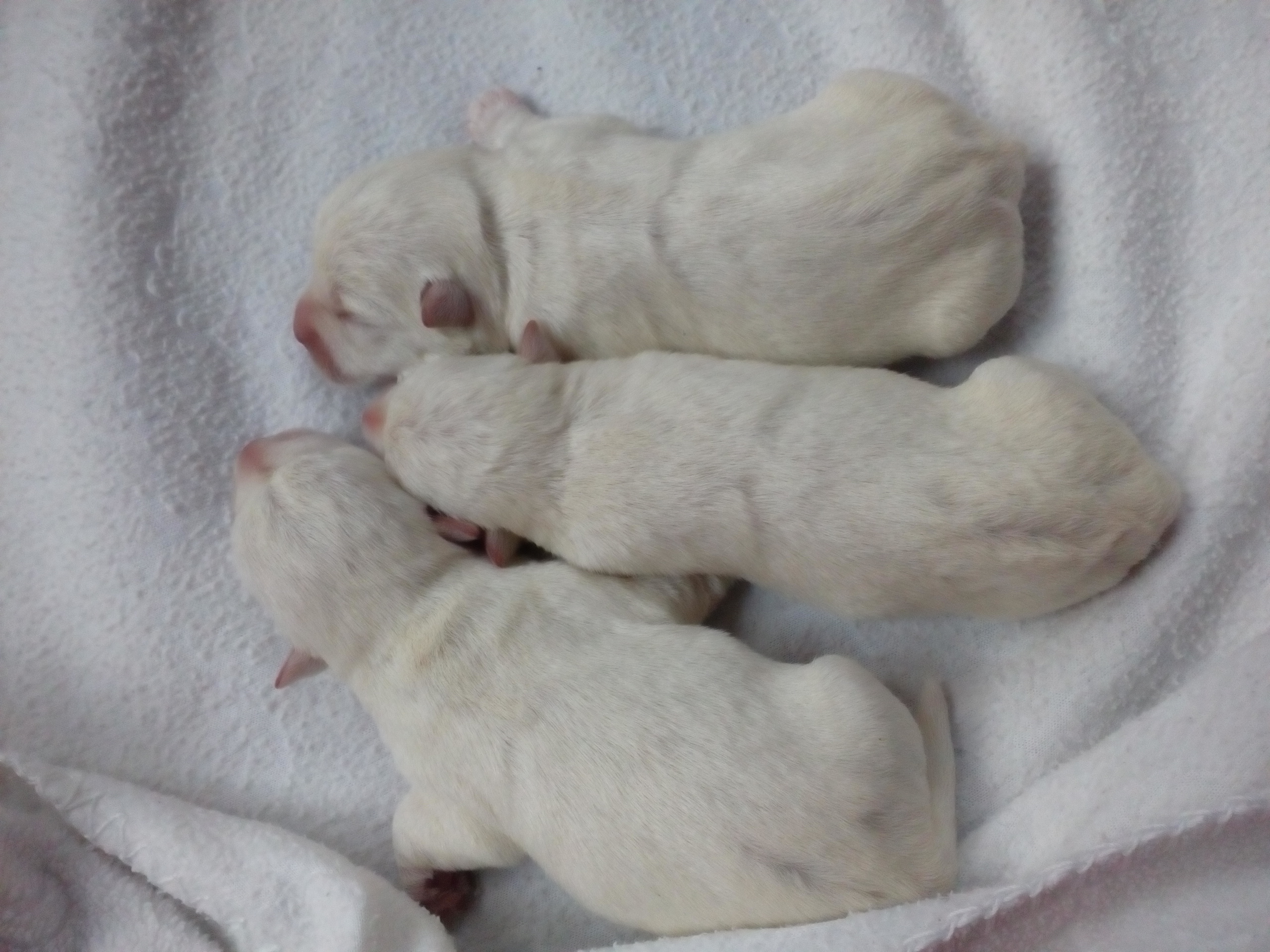 Šteniatka " Nový vrh - 25.03.2019 " Puppies