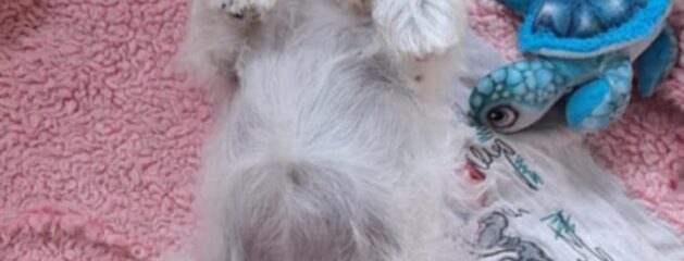 Šteniatka – Puppies