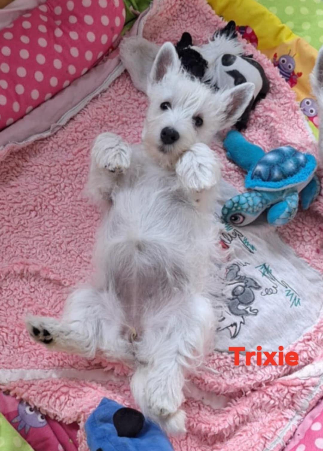 Šteniatka - Puppies